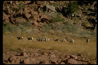 : Ovis canadensis; Bighorn Sheep