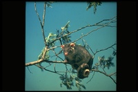 : Pseudocheirus peregrinus; Ring-tailed Possum