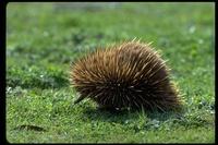 : Tachyglossus aculeatus; Short-nosed Echidna