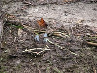 : Celastrina ladon; Spring Azures;