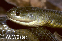 : Helicops modestus