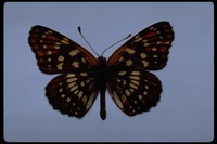 : Melitaea leanira daviesi