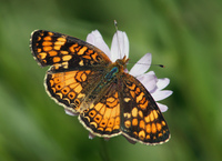 : Phyciodes campestris ssp. montana; Mountain Crescent