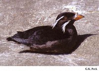 Rhinoceros Auklet Cerorhinca monocerata