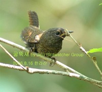 굴뚝새 Winter Wren