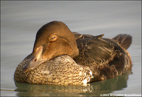 King Eider Somateria spectabilis