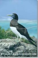 Image 00881, Brown booby. Rose Atoll National Wildlife Sanctuary, American Samoa, USA, Sula leuc...