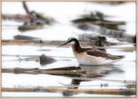 Phalarope de Wilson - Wilson's Phalarope - Phalaropus tricolor