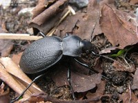 Læderløber (Carabus coriaceus)  Foto/billede af
