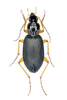 セアカヒラタゴミムシ 6 exs. [ Dolichus halensis (SCHALLER) ]