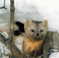 Соболь - Martes zibellina (Linneanus, 1758) - Sable.