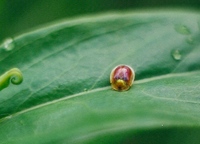 Cassida azurea