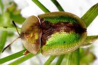 Cassida vibex