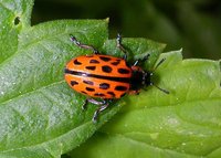Chrysomela vigintipunctata