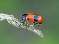 Clytra laeviuscula