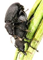 Magdalis flavicornis