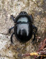 Anoplotrupes stercorosus
