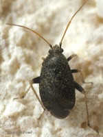 Charagochilus gyllenhalii