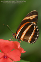 Heliconius charithonia - Zebra Longwing