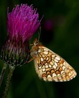 Melitaea aurelia - Nickerl's Fritillary