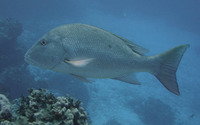 Lutjanus analis, Mutton snapper: fisheries, gamefish, aquarium
