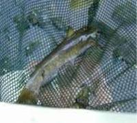 Ameiurus platycephalus, Flat bullhead: