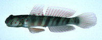 Cryptocentrus singapurensis, Singapore prawn-goby: