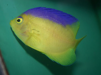 Centropyge colini, Cocos-Keeling angelfish: aquarium
