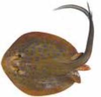 Rhamphocetichthys savagei, Savage's birdsnouted whalefish: