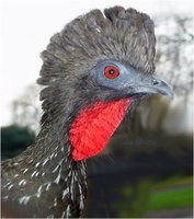 Crested Guan Penelope purpurascens