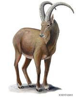 Image of: Capra sibirica (Siberian ibex)