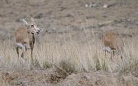 Image of: Gazella subgutturosa (goitered gazelle)