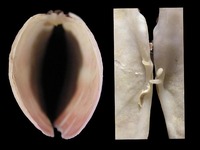 Solecurtus strigilatus