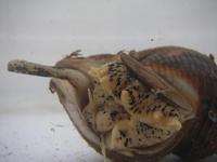Buccinum undatum - Common Whelk