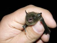 Image of: Myotis sodalis (Indiana bat)