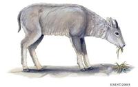 Image of: Naemorhedus goral (goral)