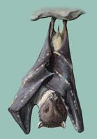 Image of: Nyctimene robinsoni (Queensland tube-nosed fruit bat)