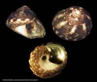 Gibbula racketti