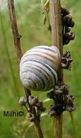 Cepaea vindobonensis