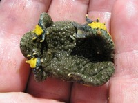 Bombina variegata - Yellow-Bellied Toad