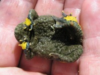 Bombina variegata - Yellow-Bellied Toad