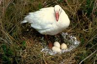 Chen caerulescens - Snow Goose