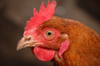 Gallus gallus f. domestica