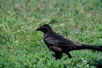 Quiscalus mexicanus - Great-tailed Grackle