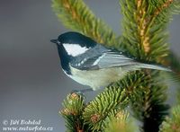 Parus ater - Coal Tit