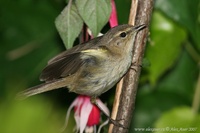 Phylloscopus collybita - Chiffchaff