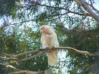 Cacatua tenuirostris - Long-billed Corella