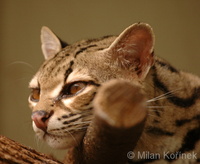 Leopardus wiedii - Margay