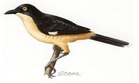 Image of: Donacobius atricapilla (black-capped donacobius)