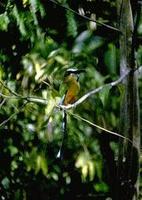 Image of: Eumomota superciliosa (turquoise-browed motmot)